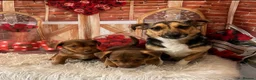 Jack Russell dogs for sale: 💙 Ready now- Beautiful Jack Russell Boys 💙 - Advert 1