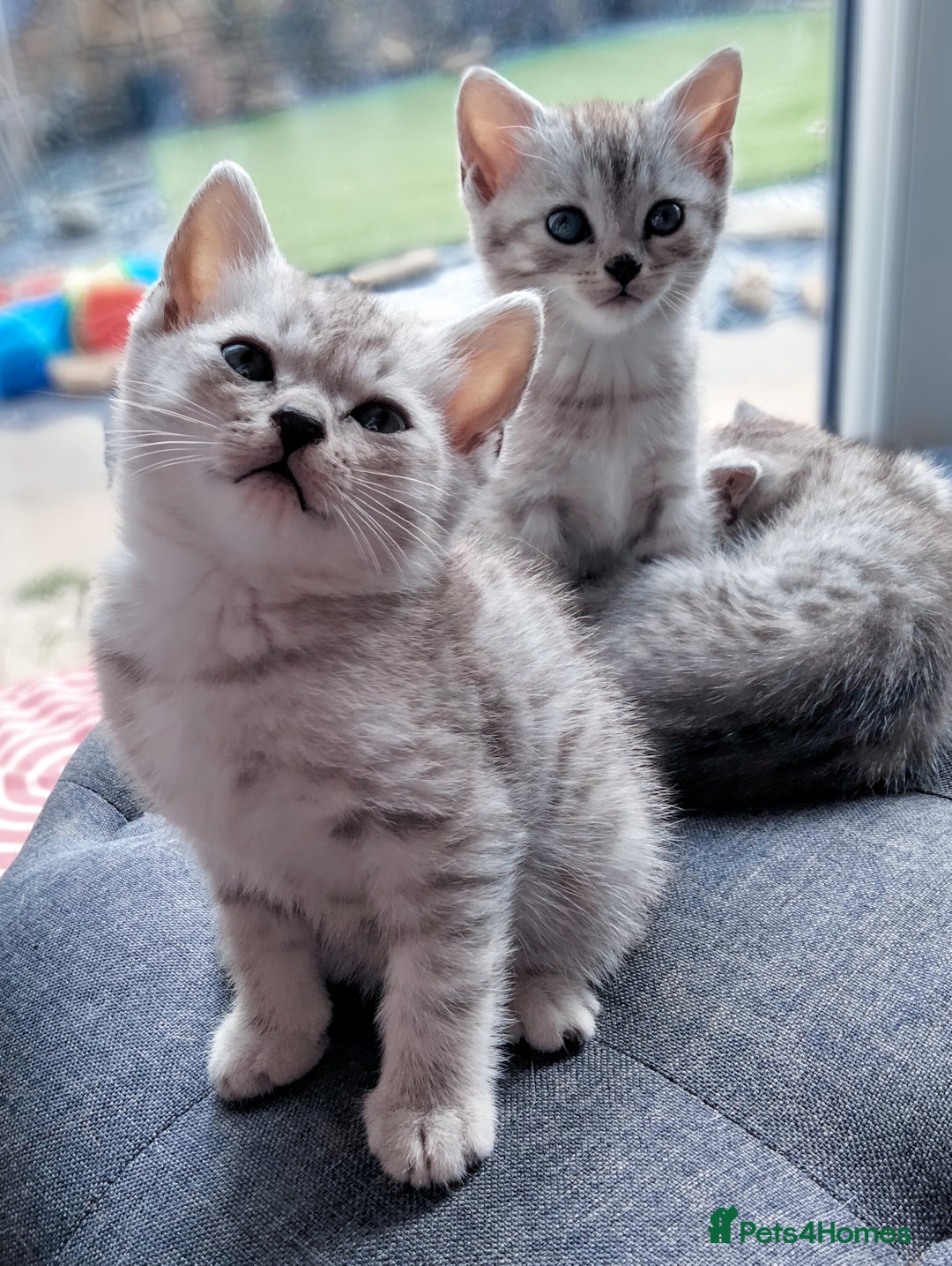 British Shorthair cats for sale: Now Ready to leave! Cute Little British Shorthair - Image 18