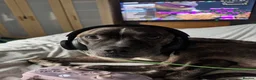 Mixed Breed dogs for sale: Rehoming - Advert 9