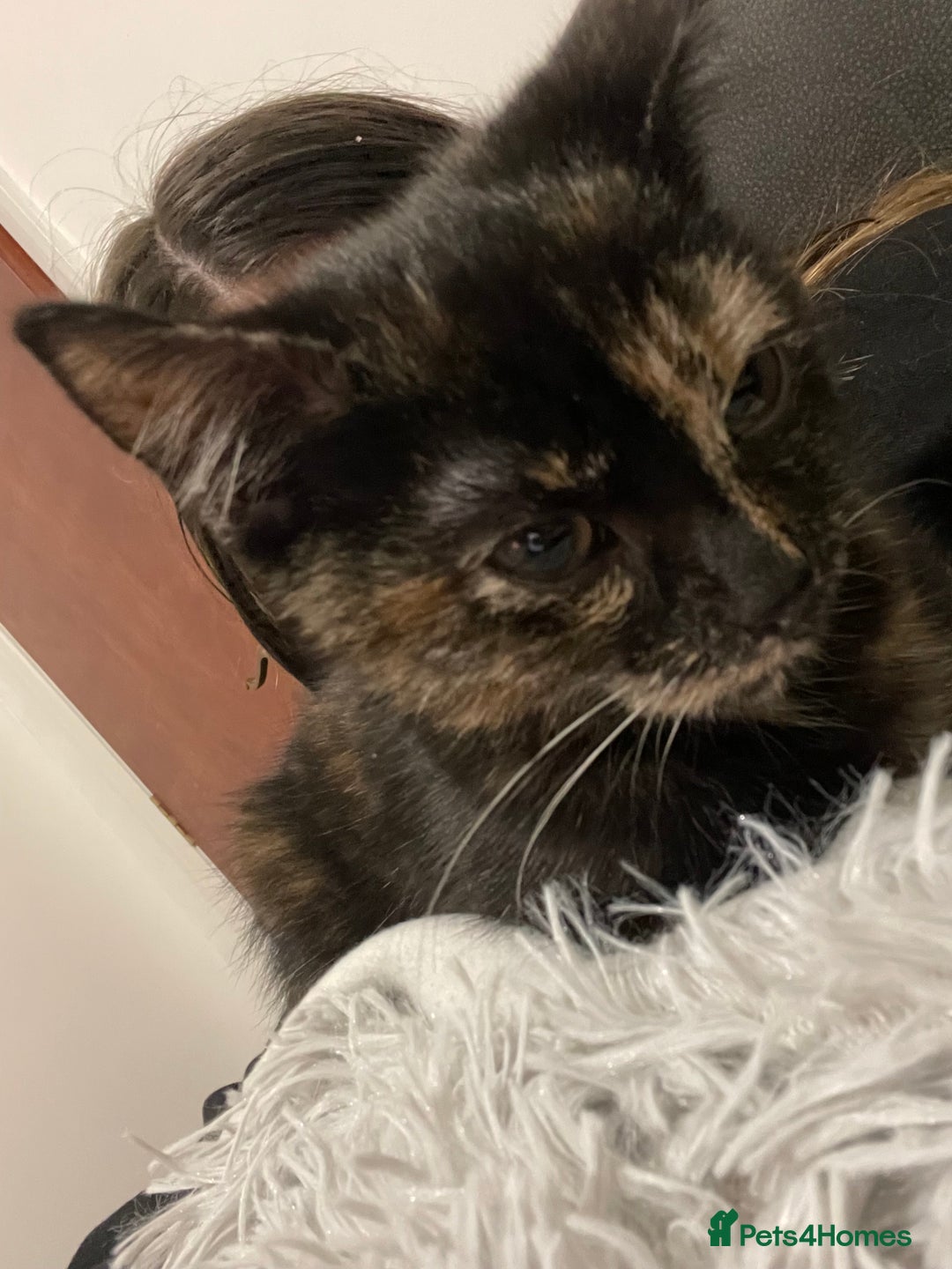 British Shorthair cats for sale: Female cat - Advert 2