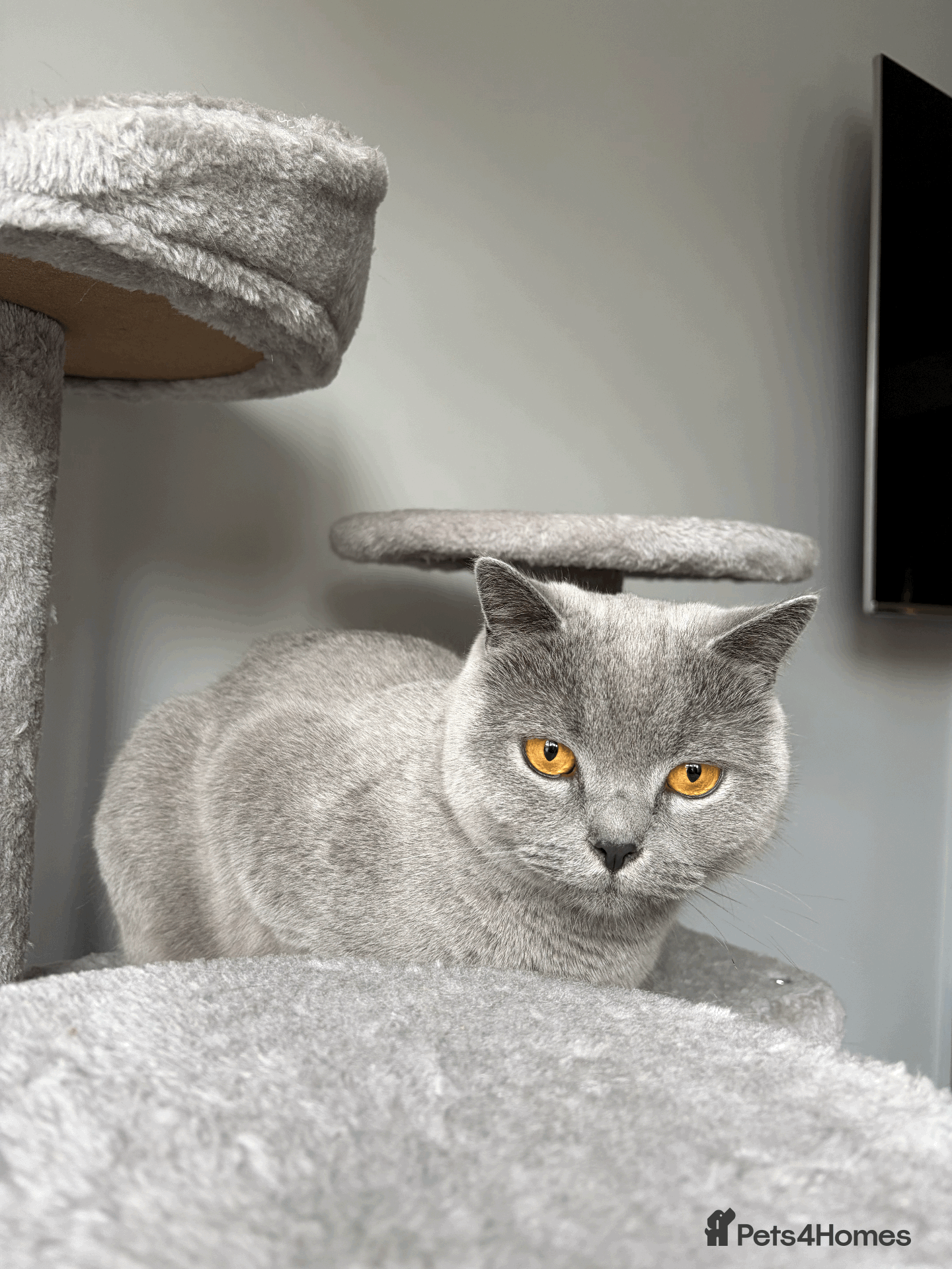 British Shorthair cats Beautiful Blue Male British shorthair  - Advert 7