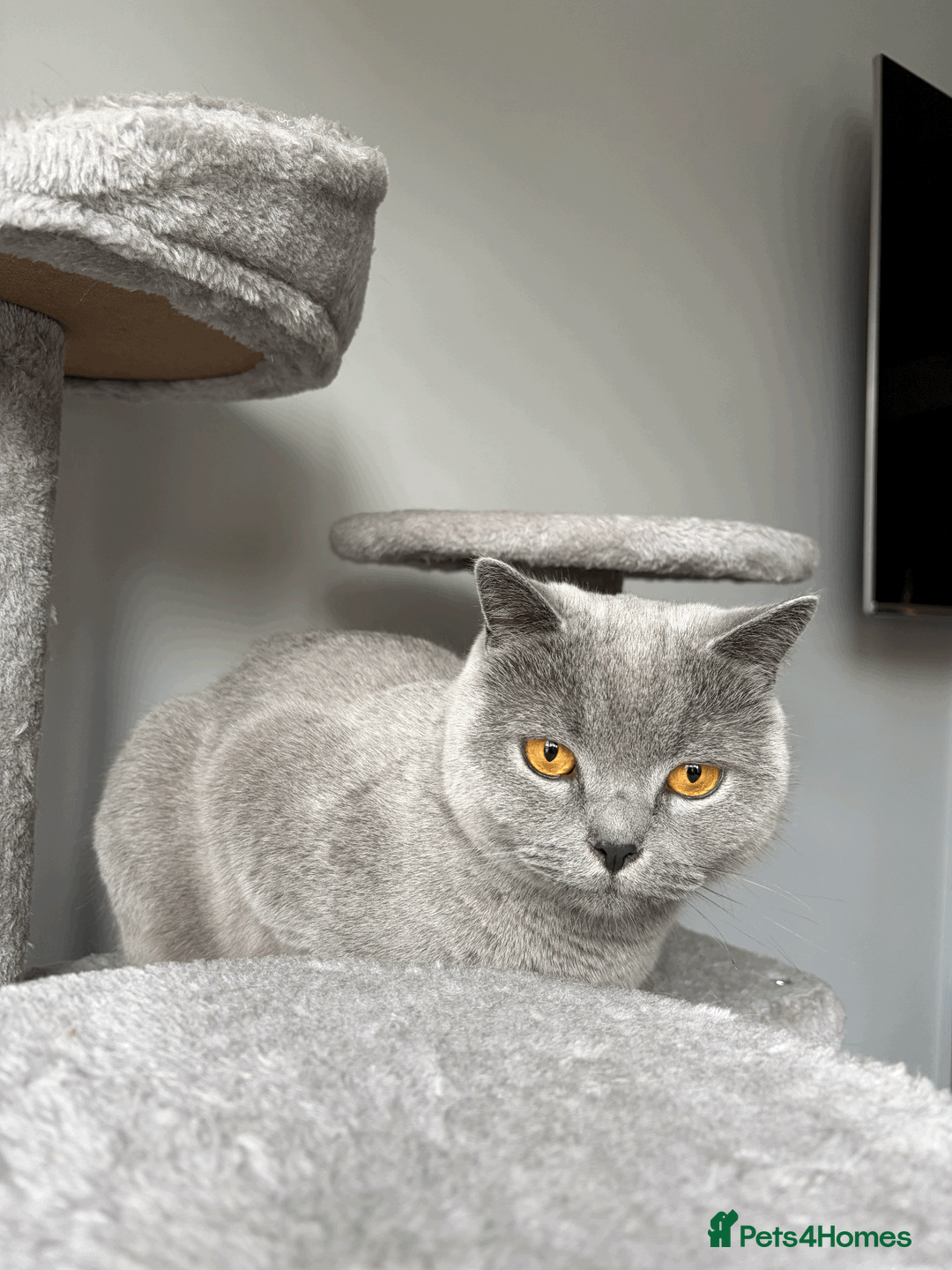 British Shorthair cats for sale: Beautiful Blue Male British shorthair  in Stockport - Advert 1