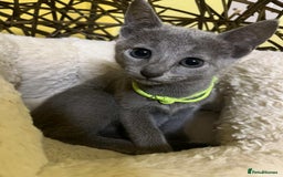Russian Blue cats for sale: TICA REGISTERED Pure Breed Russian Blue Kittens - Image 9