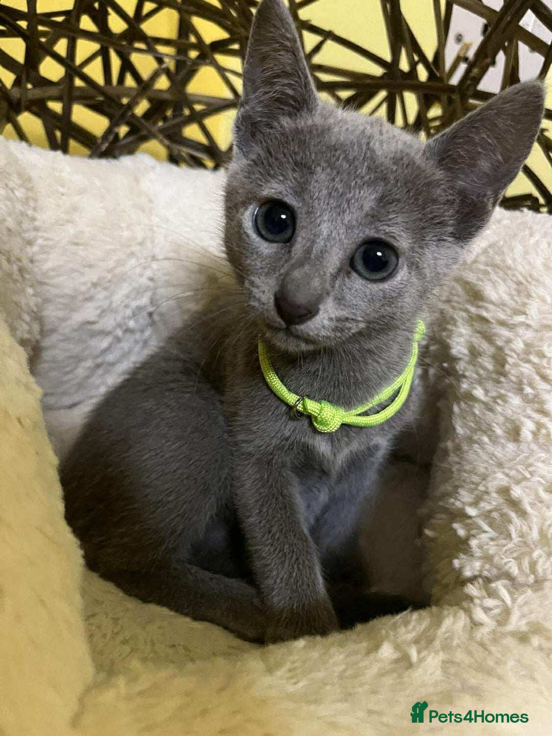 Russian Blue cats for sale: TICA REGISTERED Pure Breed Russian Blue Kittens - Image 9