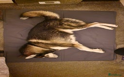Huskita dogs for stud: Handsome Booboo in Stockport - Image 15