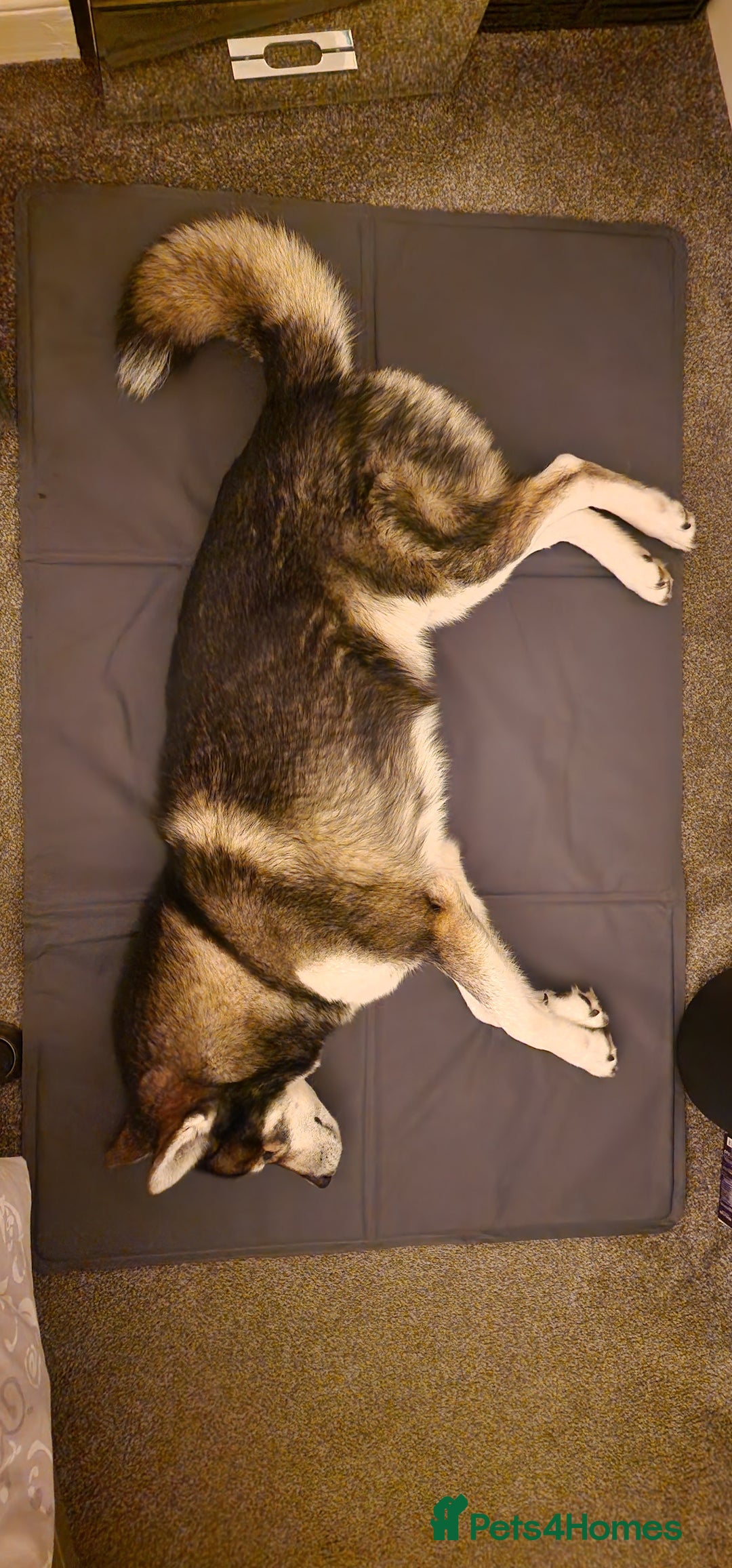 Huskita dogs for stud: Handsome Booboo in Stockport - Image 15