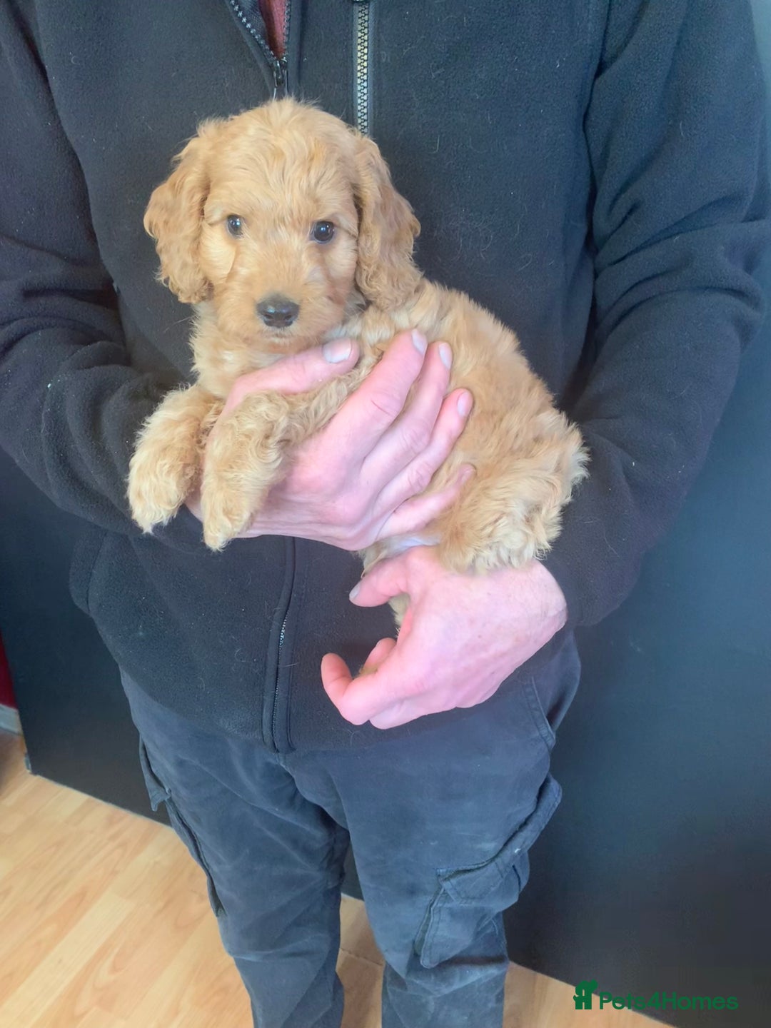Cockapoo dogs for sale: Golden F1 cockapoo puppies  - Advert 2