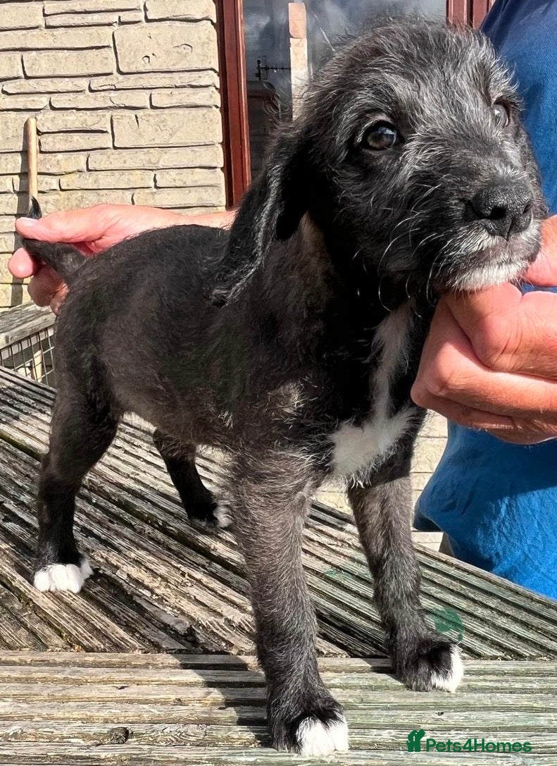 Bedlington Terrier dogs Bedlington /Whippet 1st cross - Advert 5