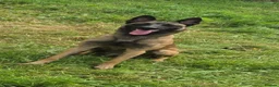 Belgian Shepherd Dog dogs for sale: 3 boys looking for forever homes - Advert 1