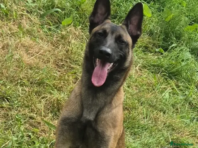 Belgian Shepherd Dog dogs for sale: 3 boys looking for forever homes - Advert 1