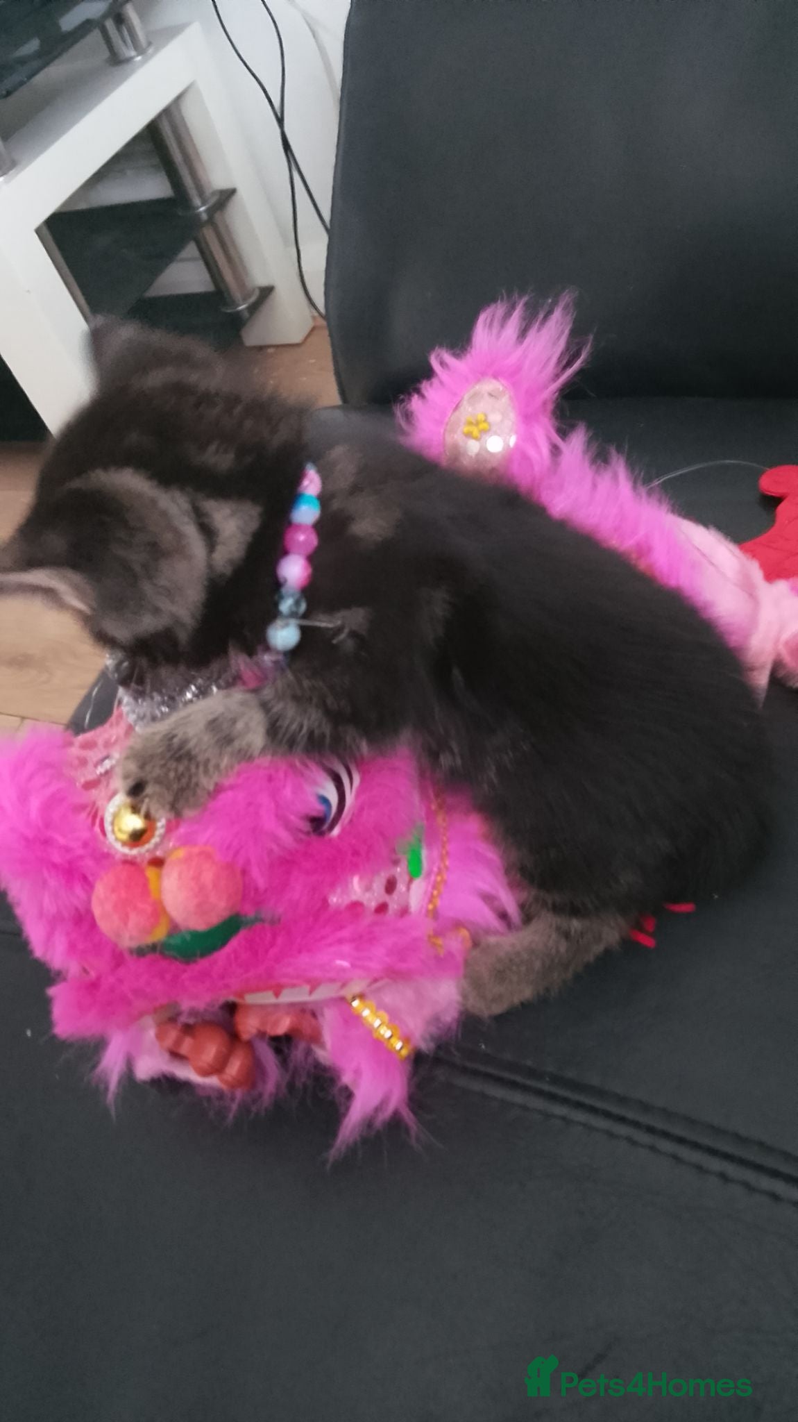 Mixed Breed cats 1  girl 1 boy  ready to go 🥰😍 - Advert 12