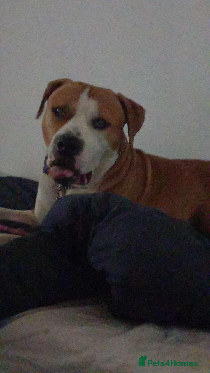 Mixed Breed dogs Chase (nickname: boss dog) - Advert 1