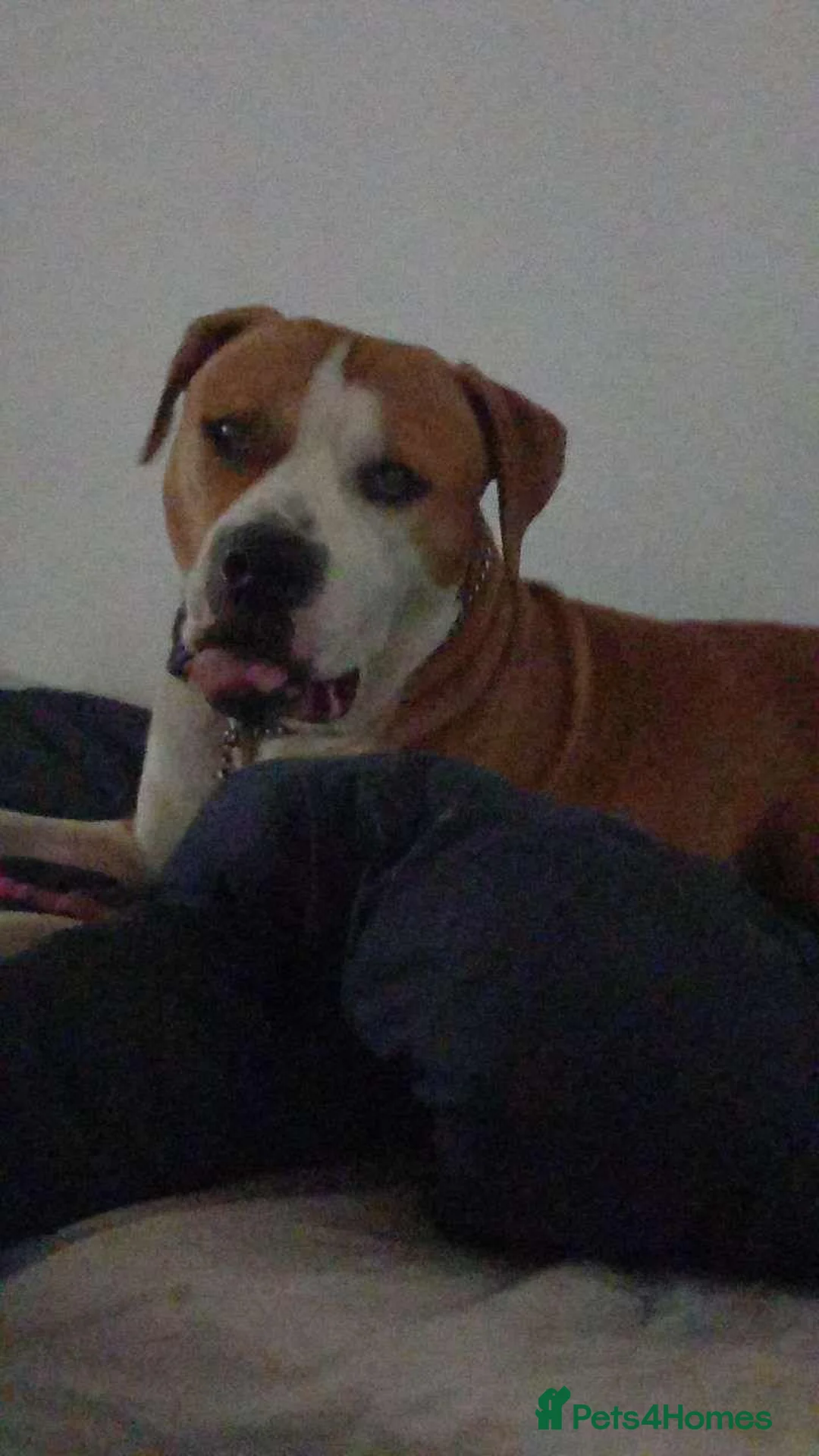 Mixed Breed dogs for sale: Chase (nickname: boss dog) in Trowbridge - Advert 1