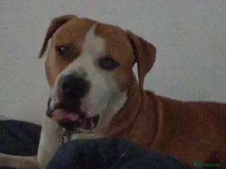 Mixed Breed dogs Chase (nickname: boss dog) - Advert 1