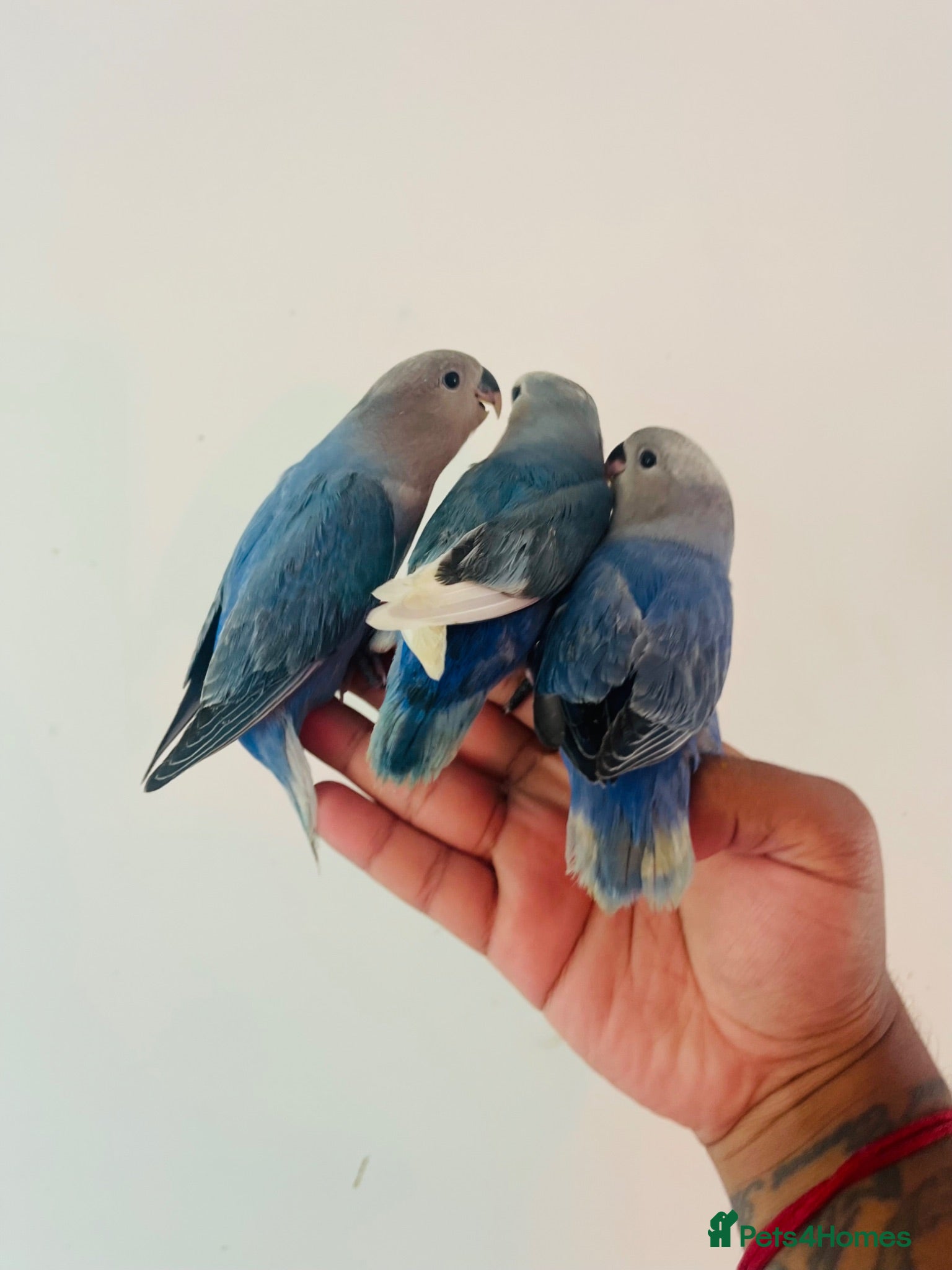 Lovebirds birds Hand reared lovebirds for sale  - Advert 2