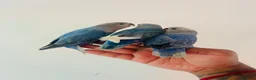 Lovebirds birds for sale: Hand reared lovebirds for sale  - Advert 2