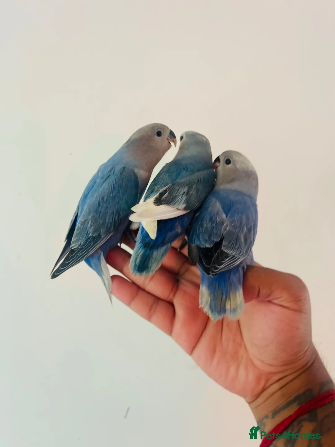 Lovebirds birds for sale: Hand reared lovebirds for sale  - Advert 2