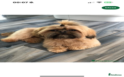 Shih Tzu dogs for sale: Shih tzu  - Image 17