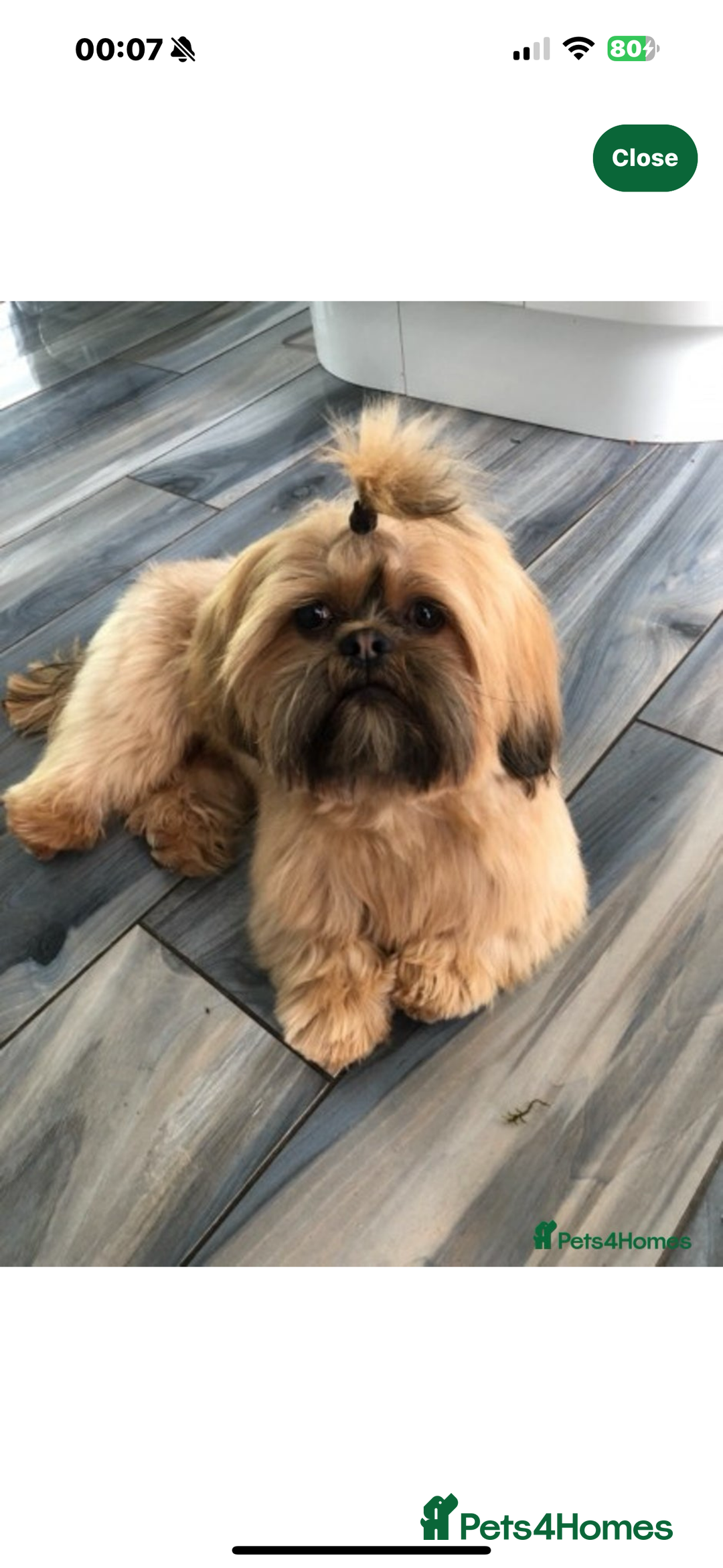 Shih Tzu dogs for sale: Shih tzu  - Image 17