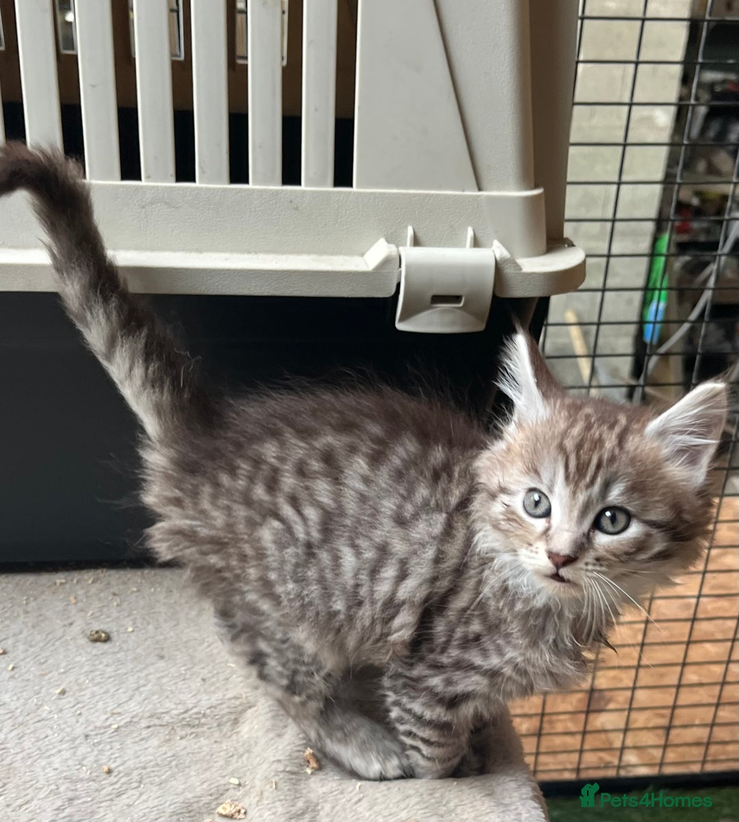 Maine Coon cats for sale: Maine coon kittens  - Image 39