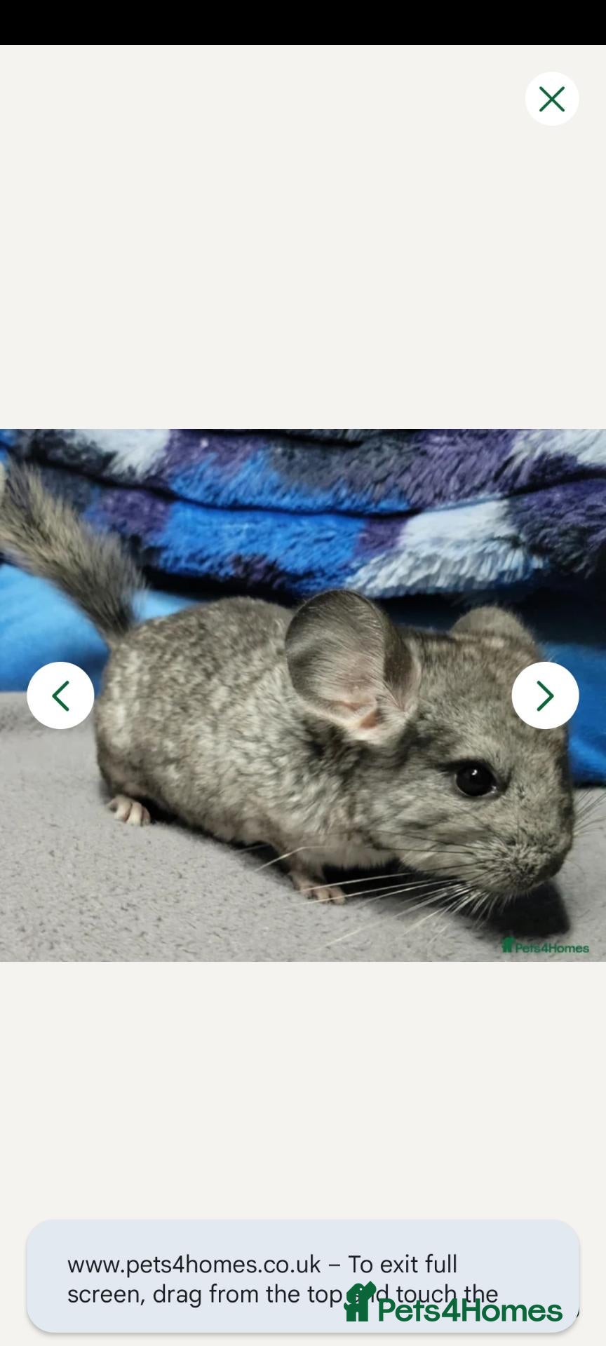 Chinchilla rodents Baby female chinchillas - Advert 1
