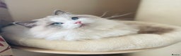 Ragdoll cats for stud: GCCF and TICA registered stud in Feltham - Advert 2