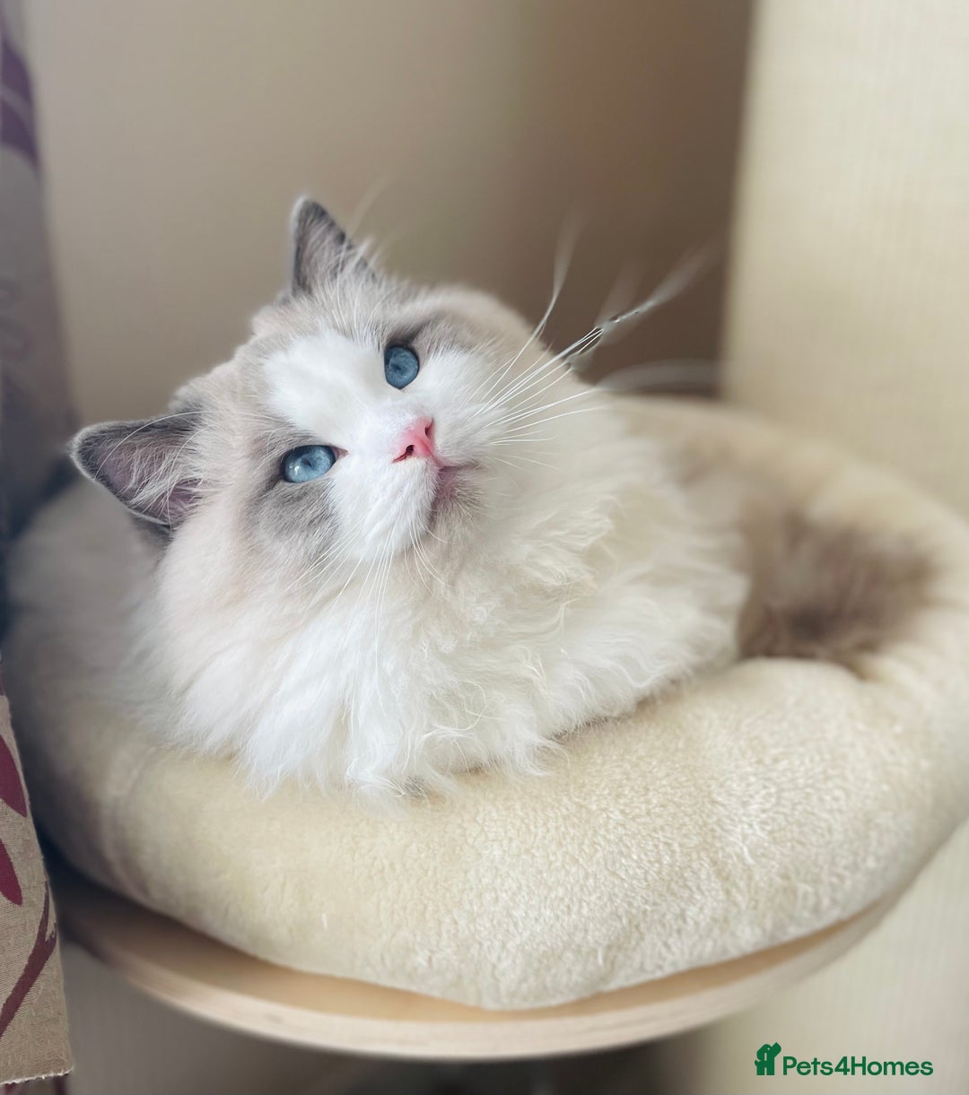 Ragdoll cats for stud: GCCF and TICA registered stud in Feltham - Advert 2