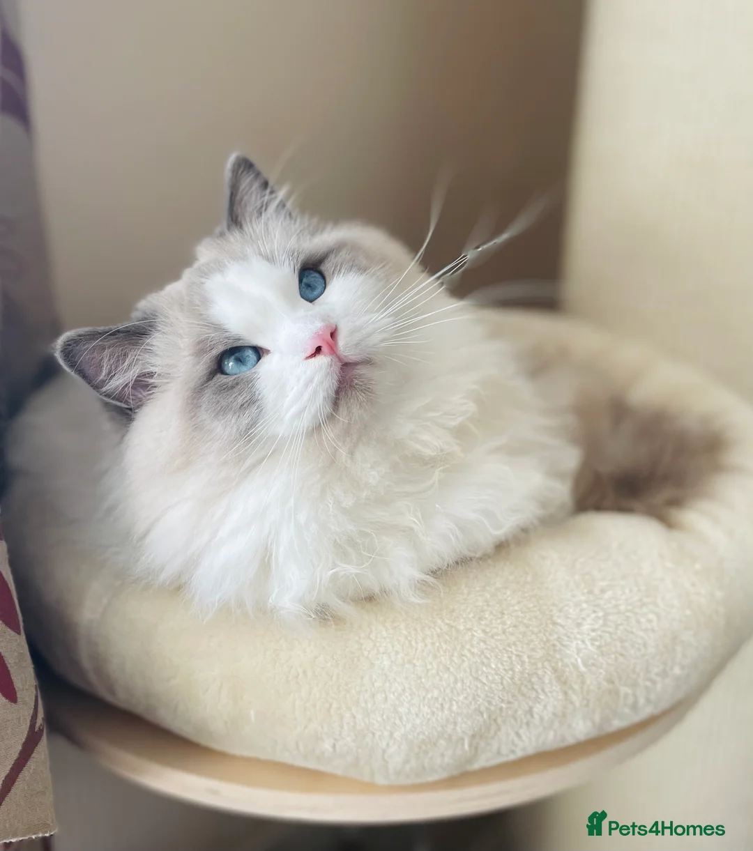 Ragdoll cats for stud: GCCF and TICA registered stud in Feltham - Advert 7