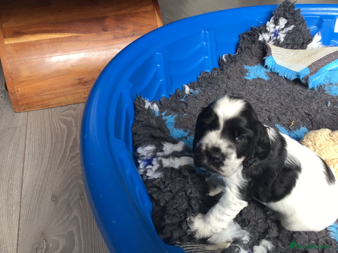 Cocker Spaniel dogs for sale: Show cocker pups  K.C. Reg. AMS. PRA. And FN clear - Image 11
