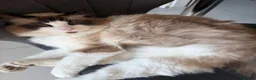 Ragdoll cats for sale: Beautiful ragdoll boy  - Advert 5