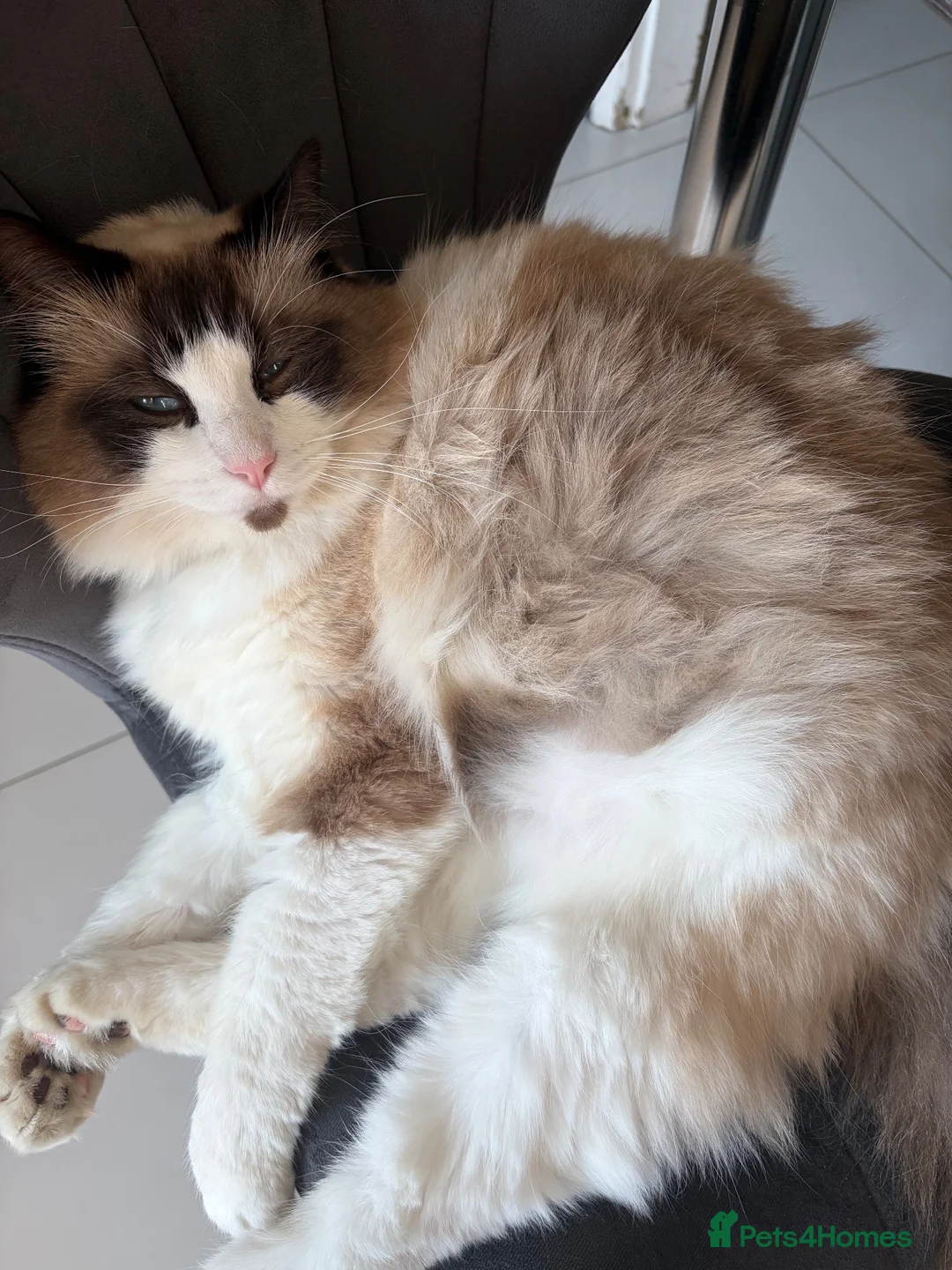 Ragdoll cats for sale: Beautiful ragdoll boy  - Advert 5
