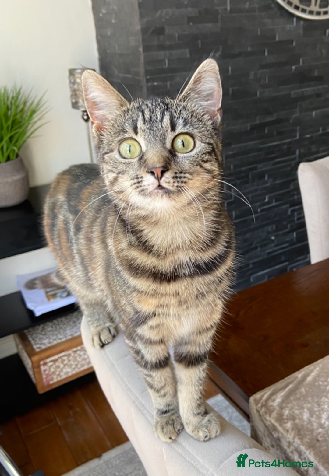 British Shorthair cats for sale: British Shorthair  - Image 5