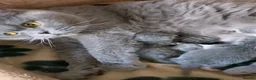 British Shorthair cats for sale: Lovely British Shorthair girl TICA Registered - Advert 6