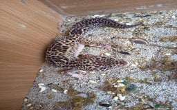 Gecko reptiles for sale: Leopard gecko (unsure of sex) - Image 2