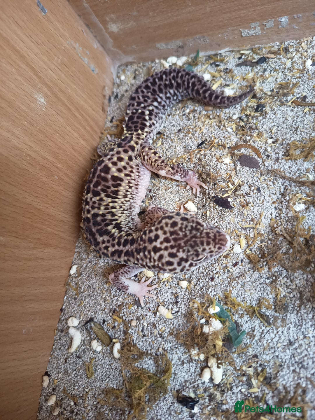 Gecko reptiles for sale: Leopard gecko (unsure of sex) - Image 2