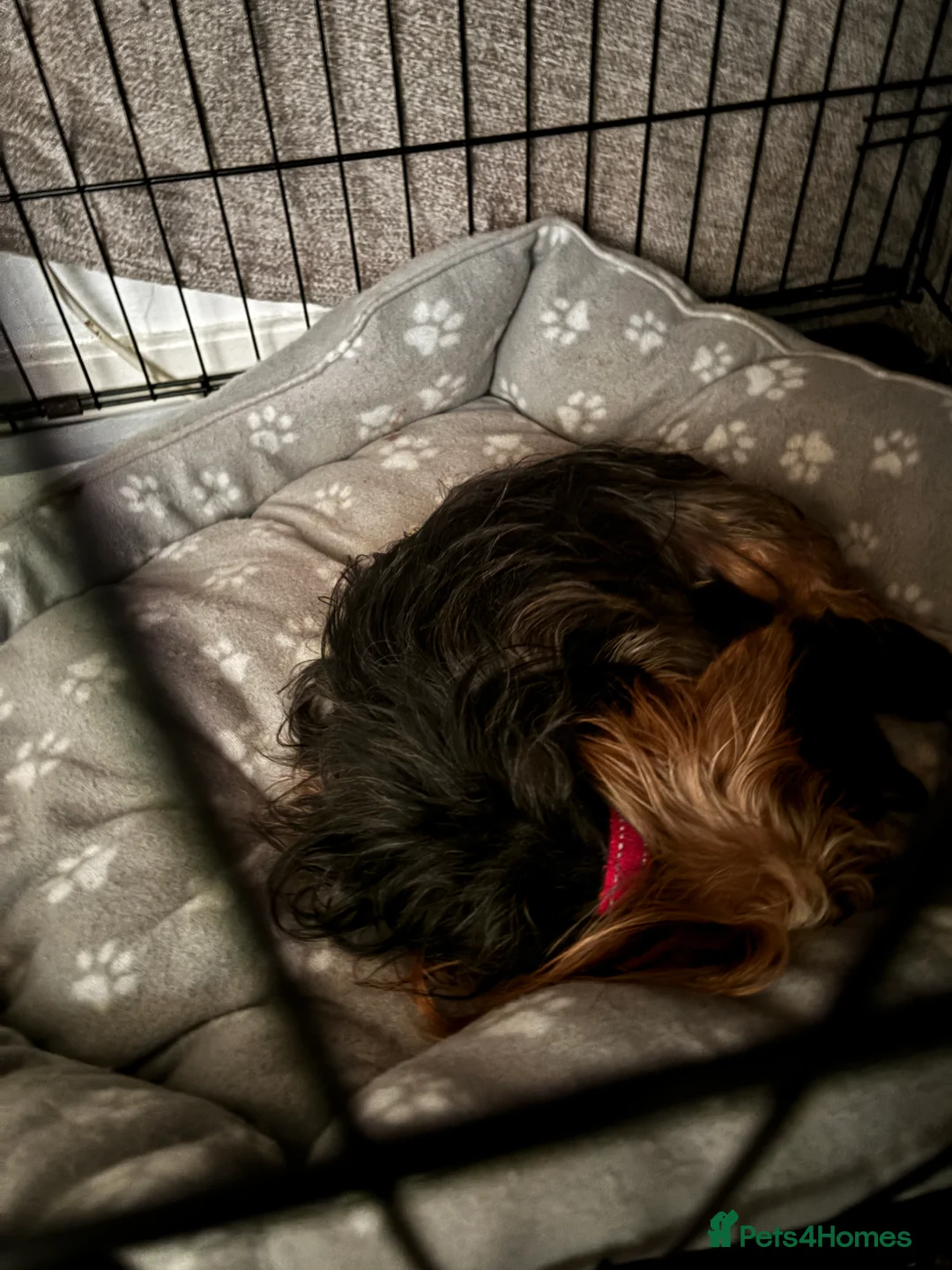 Yorkshire Terrier dogs for sale: Gorgeous Yorkshire terrier puppies - Advert 6