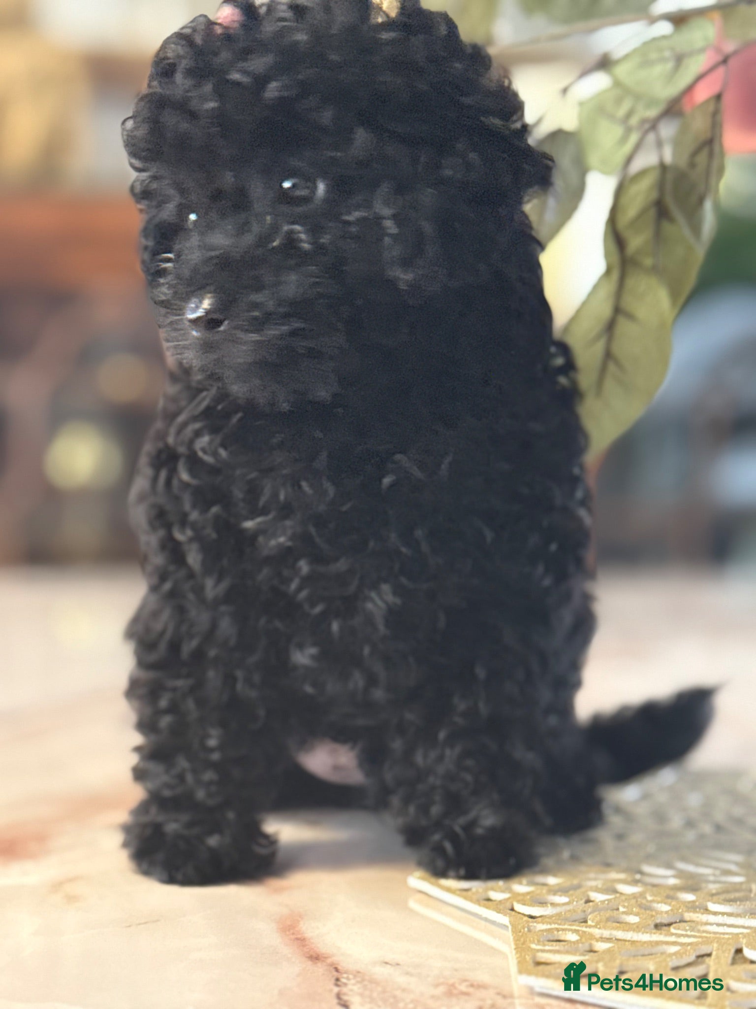 Toy Poodle dogs Unique pure midnight black boy, fully trained - Advert 3