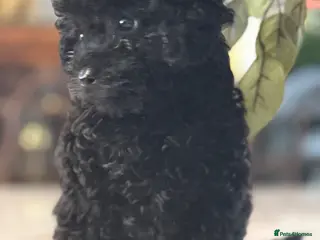 Toy Poodle dogs Unique pure midnight black boy, fully trained - Advert 3