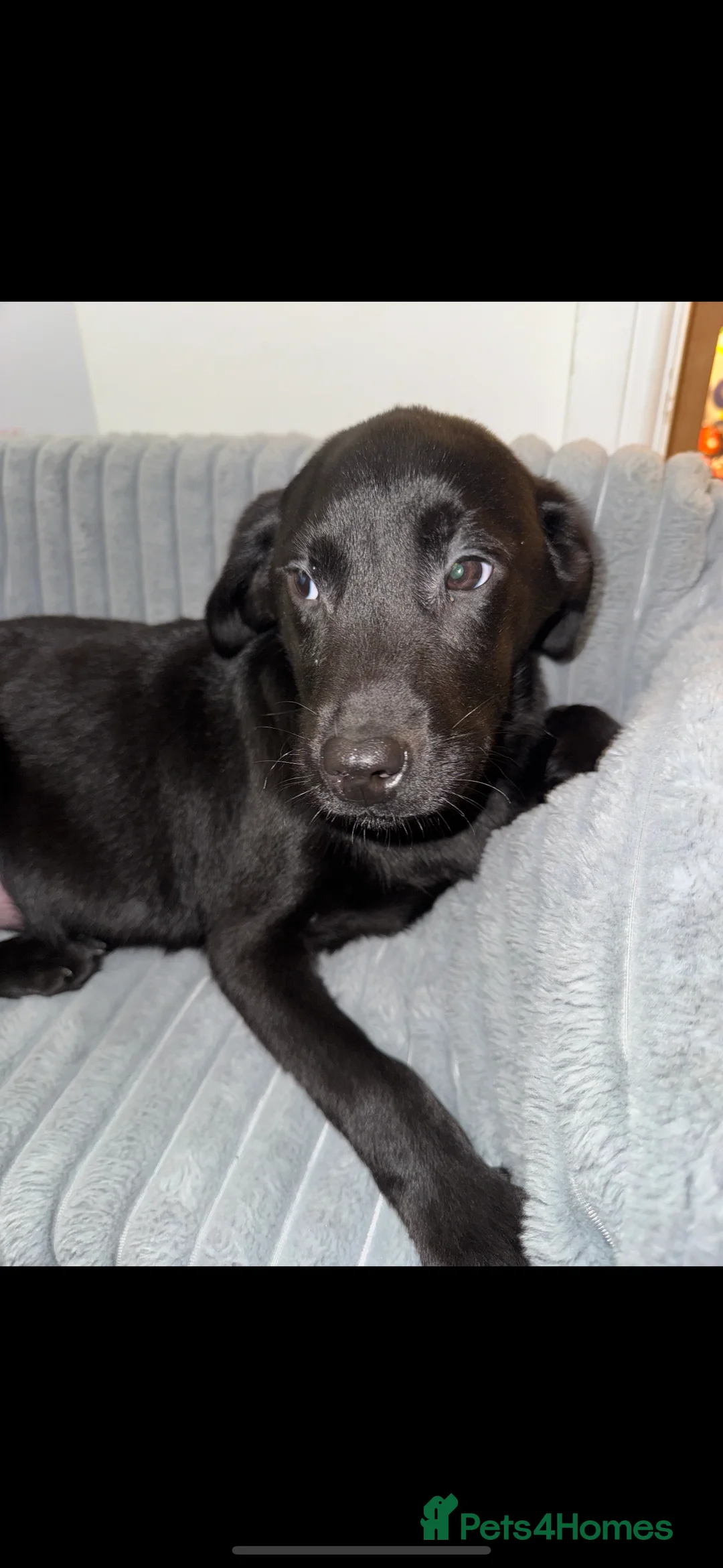 Labrador Retriever dogs for sale: Labrador puppies  - Advert 3
