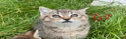 European cats for sale: 3 kittens for sale - Advert 14