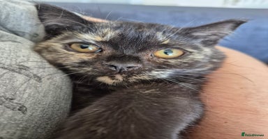 Selkirk Rex cats in Burnham-on-Sea - Advert 9