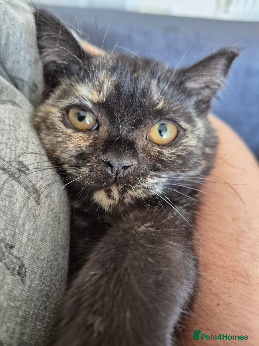 Selkirk Rex cats for sale: Pedigree Selkirk rex  kittens ready now  in Burnham-on-Sea - Image 3