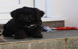 Cavapoo dogs for sale: Beautiful Cavapoochons for sale  - Image 41