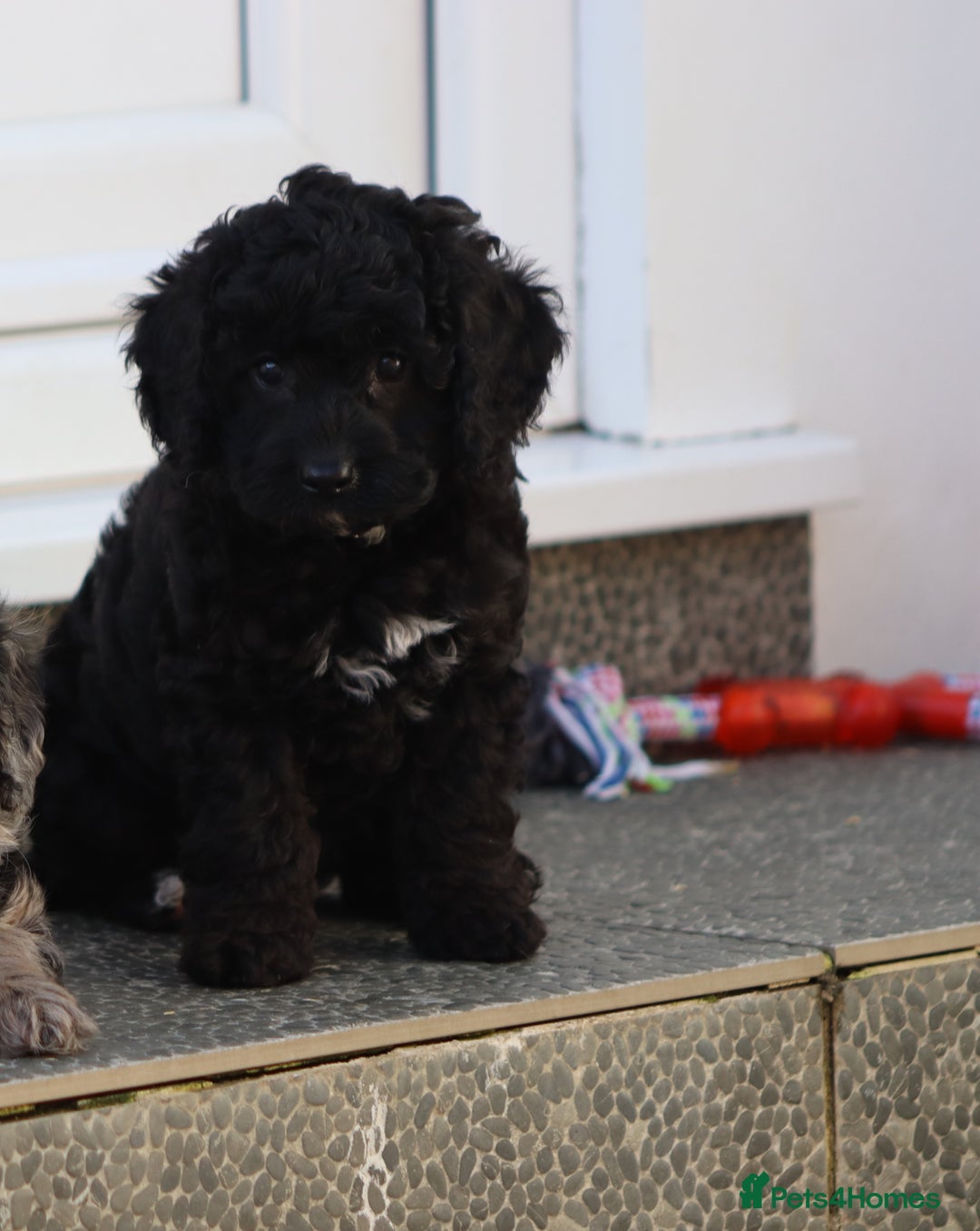 Cavapoo dogs for sale: Beautiful Cavapoochons for sale  - Image 41