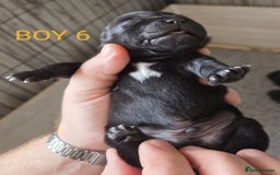 Staffordshire Bull Terrier dogs for sale: KC Registered Champions Bloodline Show Quality  - Image 13