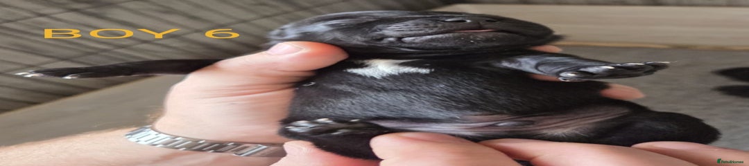 Staffordshire Bull Terrier Puppy 6