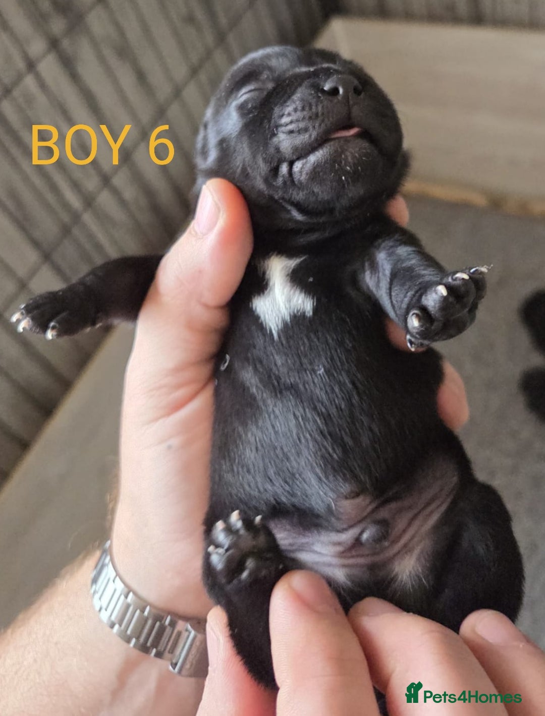 Staffordshire Bull Terrier dogs for sale: KC Registered Champions Bloodline Show Quality  - Image 13