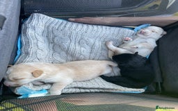 Mixed Breed dogs for sale: Lovely Cockapoo Huskie Cross Male Puppies - Image 4