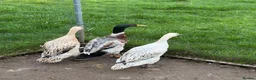 Ducks poultry for sale: Indian runner ducks - Free to good home in Whitchurch - Advert 1