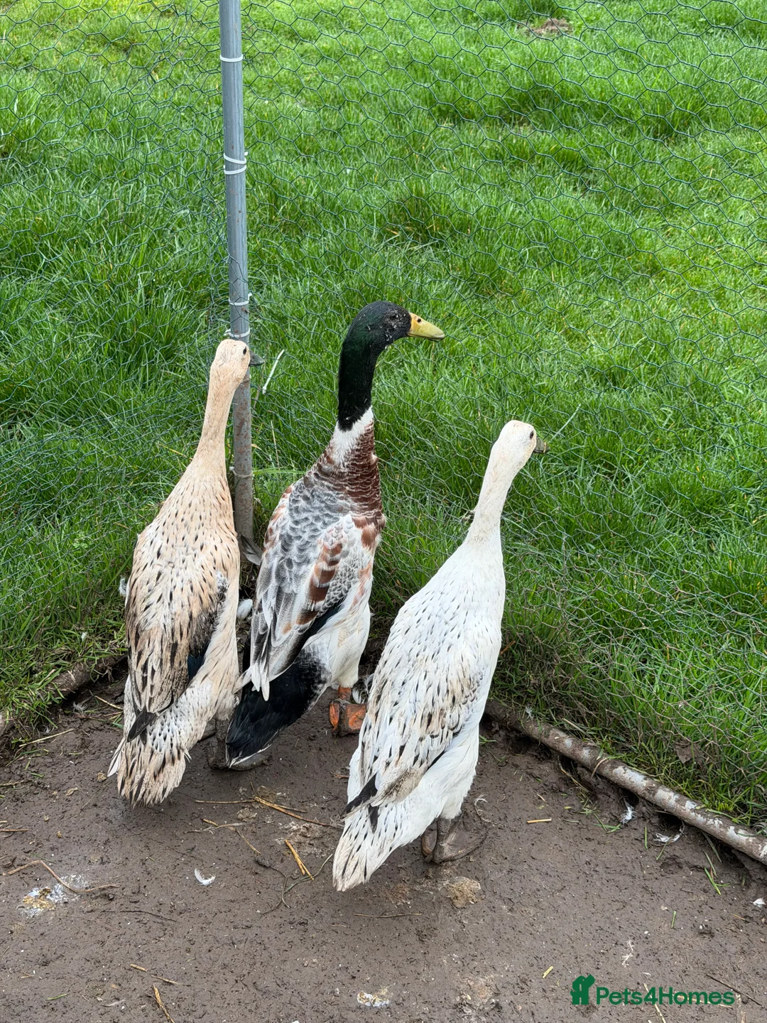 Ducks poultry for sale: Indian runner ducks - Free to good home in Whitchurch - Advert 1
